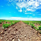 Podcast The new agro