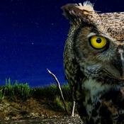 Podcast The Night Owl News