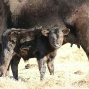 Podcast Things on the Farm