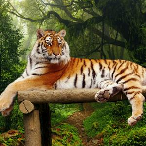 Cuentos de animales