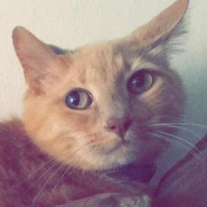 Gato Y Amigos (English Podcast)