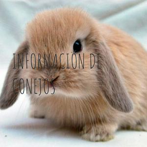 INFORMACIÓN DE CONEJOS