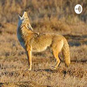 The Hungry Coyote